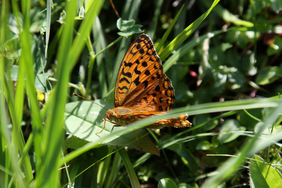 id. Argynnis